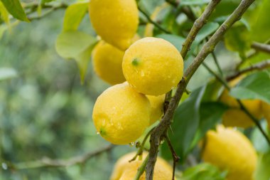 Ağaçta asılı olgun taze limon