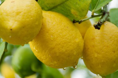 Ağaçta asılı olgun taze limon