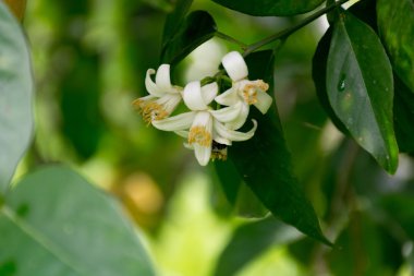 Bahçede çiçek açan portakal ağacı