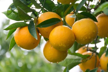 Bahçedeki portakal ağacı