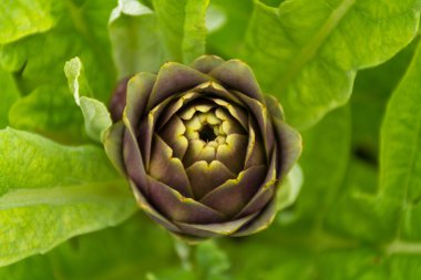 Enginar bitki büyüyen Bahçe, Corfu, Yunanistan