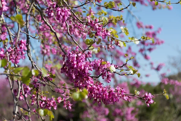 Rotbuschbaum rosa Blüten — Stockfoto
