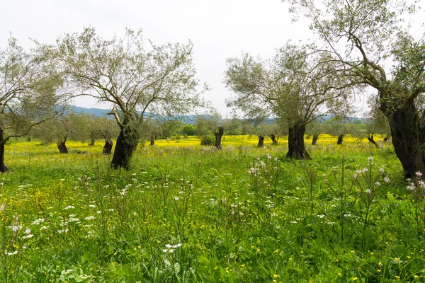 Eski zeytin ağaçları ve sarı çiçek çayır