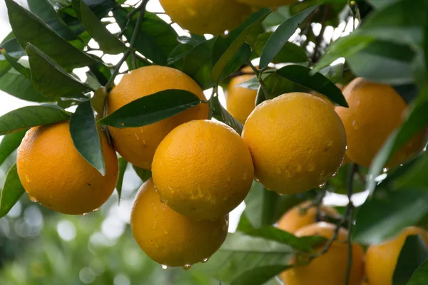 Bahçedeki portakal ağacı