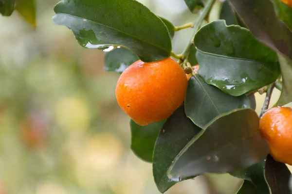 Mogen apelsin kumquat frukten på trädet i Korfu Grece — Stockfoto