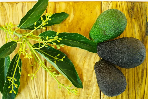 Färsk grön avokado med blad på olivträ — Stockfoto