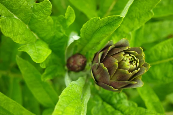 Artichoke plant growing in the garden, Corfu, Greece — Stock Photo, Image