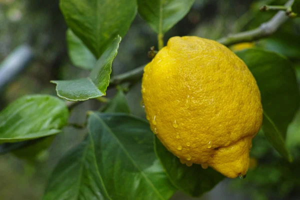 Limones frescos y maduros colgados de un árbol — Foto de Stock