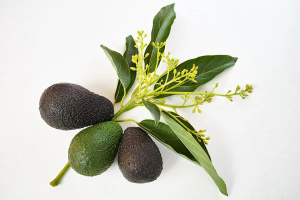 Ferske, grønne avokadoer med blader – stockfoto