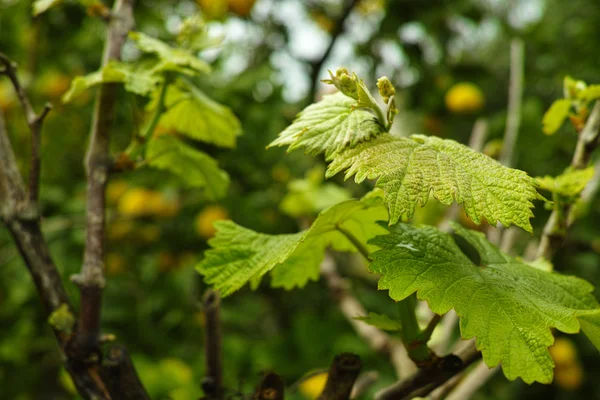 Vernal üzüm üzüm bağıyla bırakır