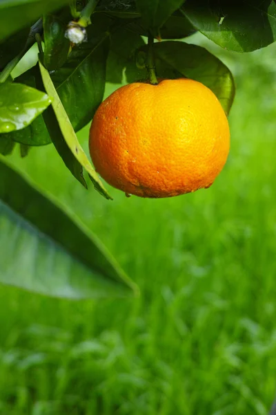 Mandarin orange tree in the garden