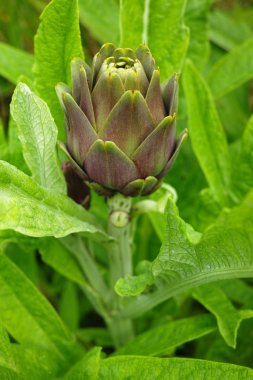 Gargen, Corfu, Yunanistan büyüyen enginar bitki