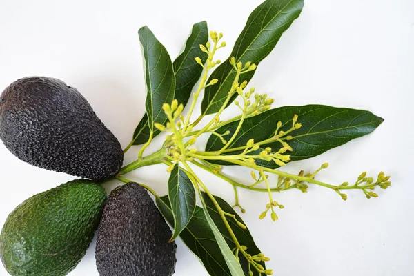 Färsk grön avokado med blad — Stockfoto