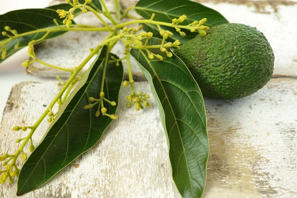 Färsk grön avokado med blad — Stockfoto