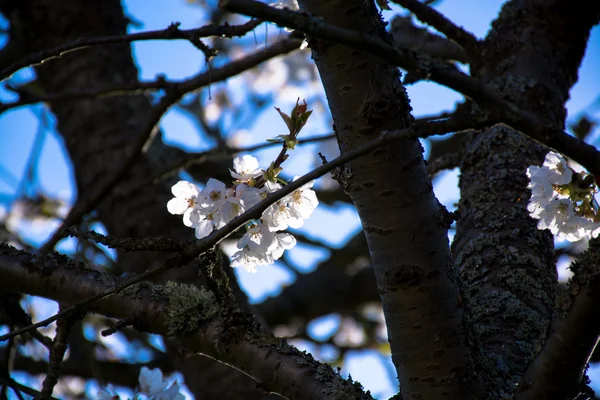 春天里苹果树开花的枝条 — 图库照片