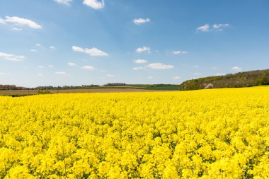 Sarı rap alan Fransa ekili