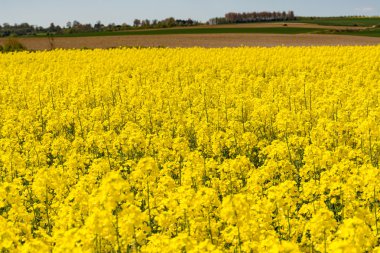 Sarı rap alan Fransa ekili