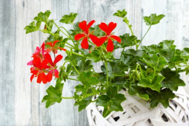 Beyaz hasır sepet içinde bahçe Sardunya