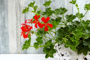 Beyaz hasır sepet içinde bahçe Sardunya