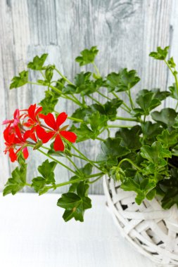 Beyaz hasır sepet içinde bahçe Sardunya