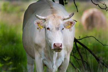 Otlak'Charolise beyaz inek