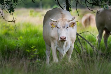 Otlak'Charolise beyaz inek