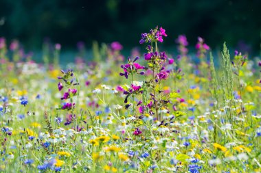 Renkli yaz çayır kır çiçekleri ile