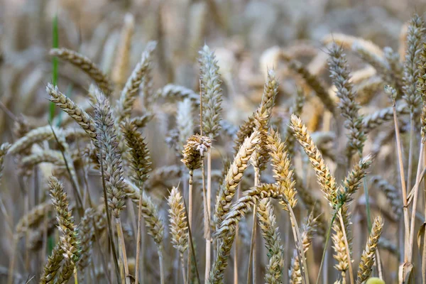 Olgun büyük kulakları yaz alanında buğday bitkilerin — Stok fotoğraf