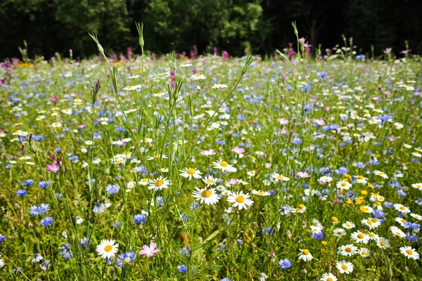 Bunte Sommerwiese mit wilden Blumen — Stockfoto