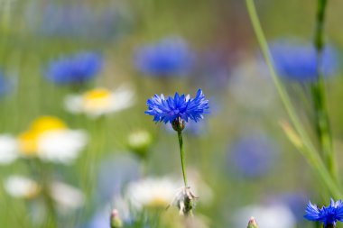 Renkli yaz çayır kır çiçekleri ile