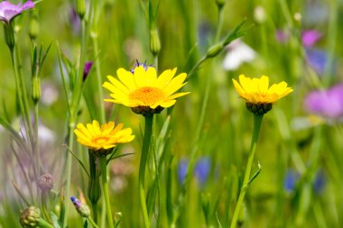 Colorful summer meadow with wild flowers clipart