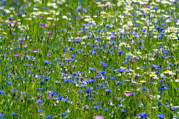 Kolorowy lato łąka z dzikich kwiatów — Zdjęcie stockowe