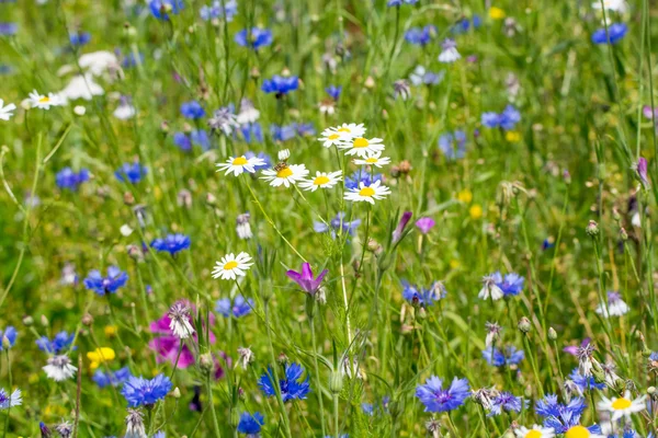 Bunte Sommerwiese mit wilden Blumen — Stockfoto