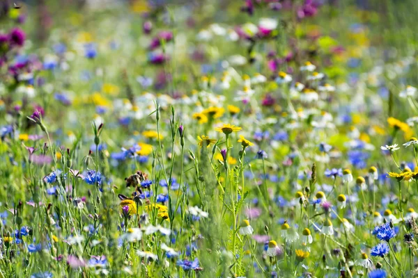 Renkli yaz çayır kır çiçekleri ile