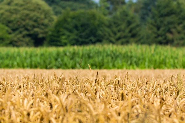 Grandes espigas maduras de plantas de trigo no campo no verão — Fotografia de Stock