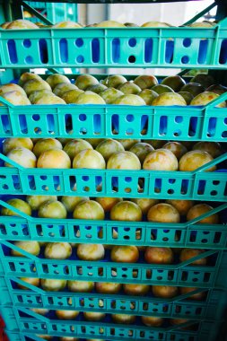 Tüm satış pazarında kutularındaki taze olgun şeftali