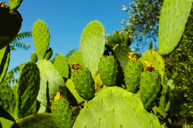 Kaktüs inciri opuntia olgunlaşmamış yeşil meyveler ile