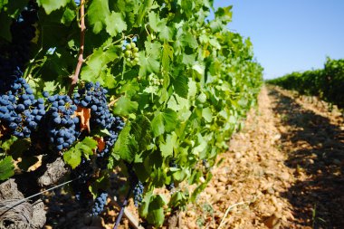 Vineyards in chateau, Chateauneuf-du-Pape, France clipart