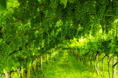 Trentino vineyards, Italy clipart