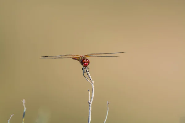 Dragonfly sitting on top of a stalk — Stock Photo, Image