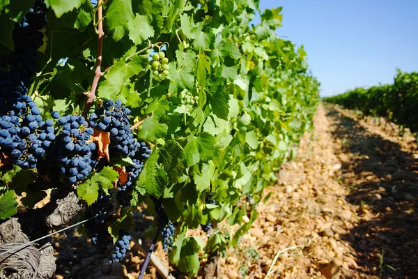 Üzüm bağları chateau, Chateauneuf-du-Pape, Fransa