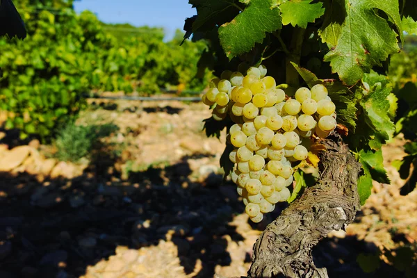 Adegas em Chateauneuf-du-Pape, Francia — Fotografia de Stock