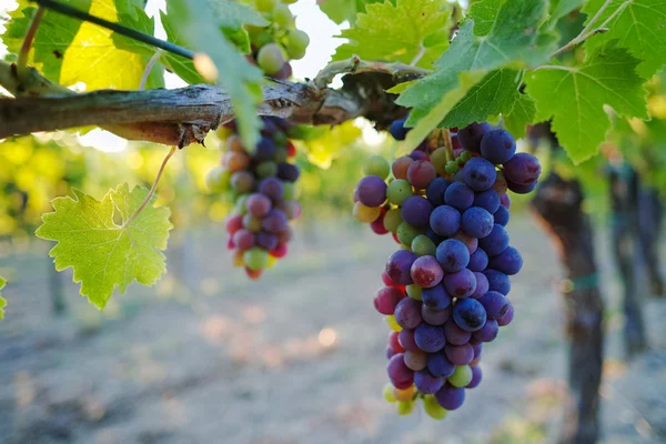 Toskánsko kopce vinic, Itálie — Stock fotografie