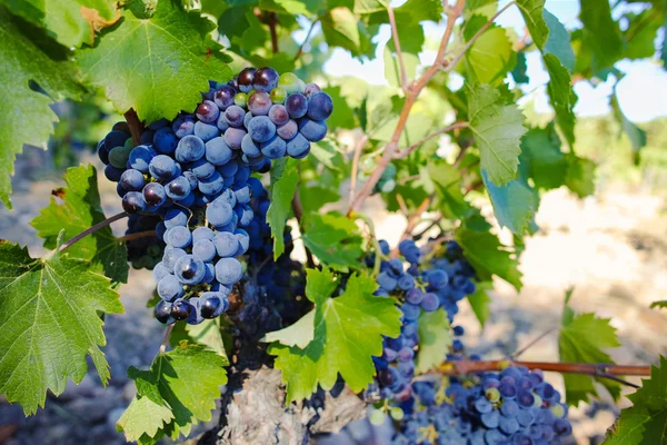 Viñedos en Chateau, Chateauneuf-du-Pape, Francia — Foto de Stock