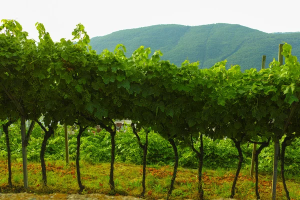 Trentino vineyards, Italy — Stock Photo, Image
