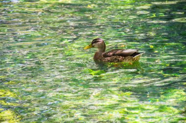 Sourge Nehri üzerinde Provence, Fransa açık suda yüzen ördek