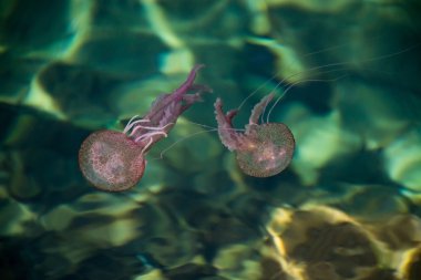 Tehlikeli denizanası Pelagia Noctiluca, Liguria, İtalya