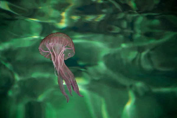 Опасная медуза Pelagia Noctiluca, Лигурия, Италия — стоковое фото