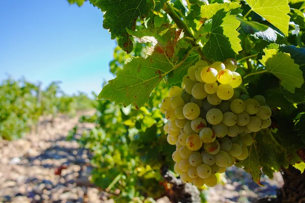 Wijngaarden in chateau, Chateauneuf-du-Pape, Frankrijk — Stockfoto