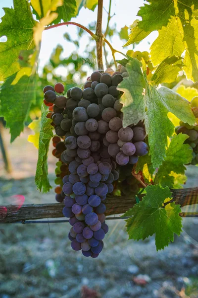 Toscana colinas viñedos, Italia — Foto de Stock